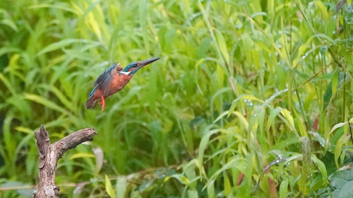 Martin-pêcheur d'Europe - ML642868694