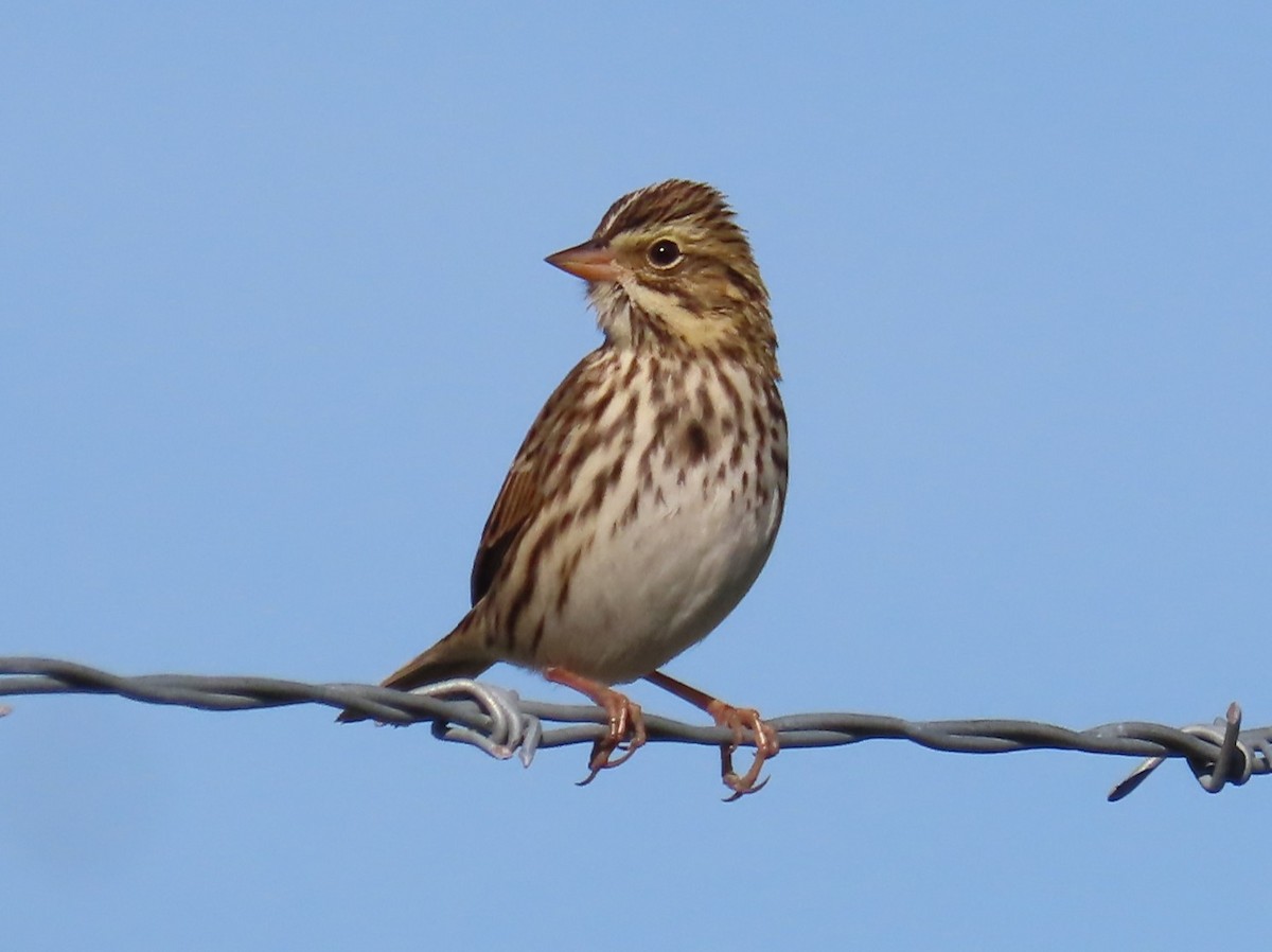 Savannah Sparrow - ML642868695