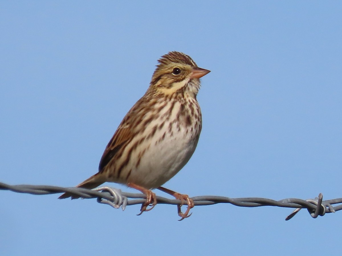 Savannah Sparrow - ML642868696
