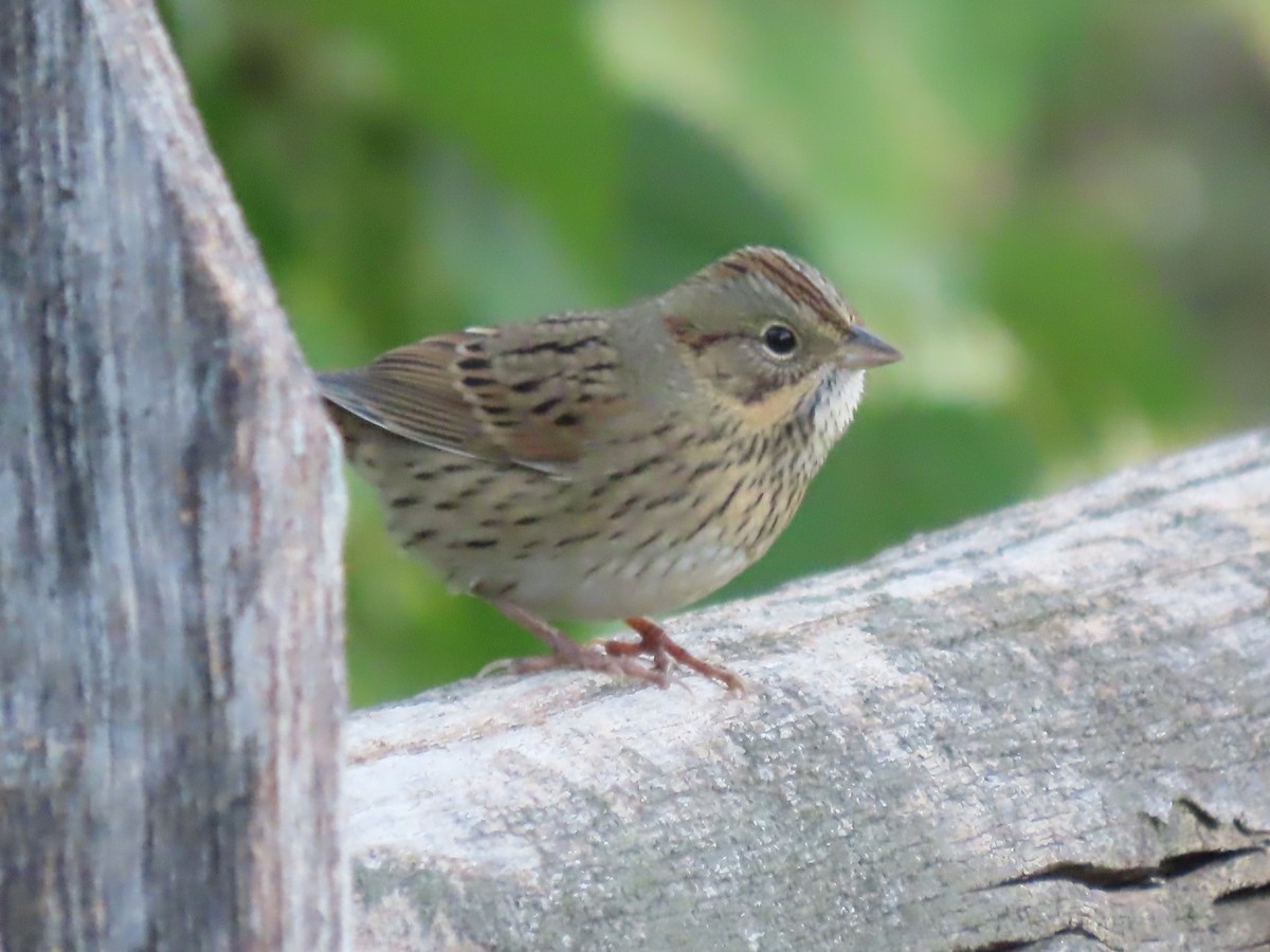 Lincoln's Sparrow - ML642868701