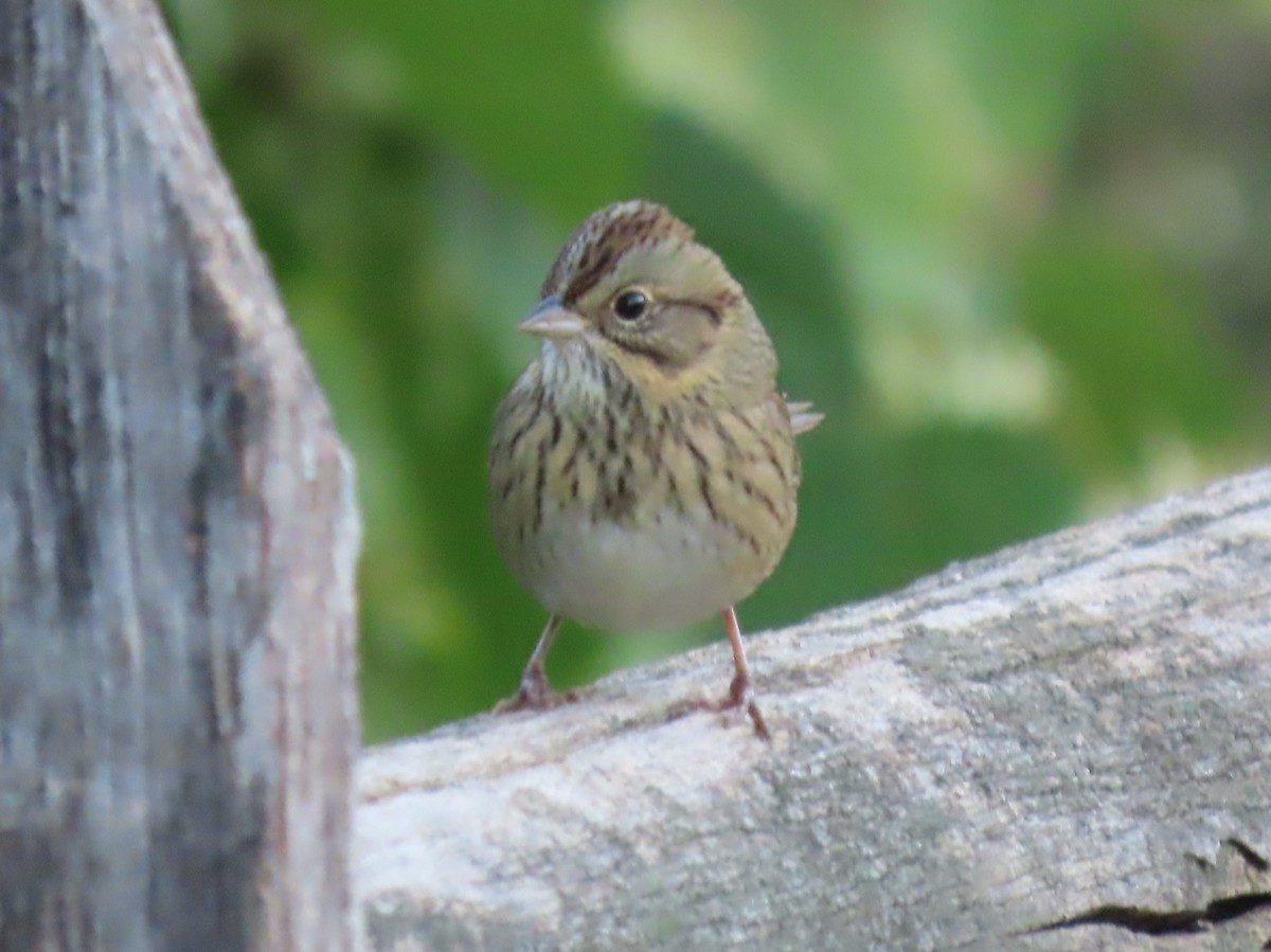 Lincoln's Sparrow - ML642868702