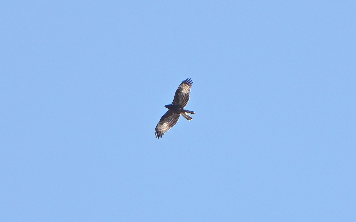 European Honey-buzzard - ML642868707