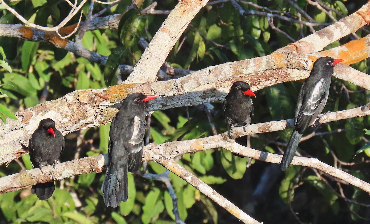 Black Nunbird - ML642868708