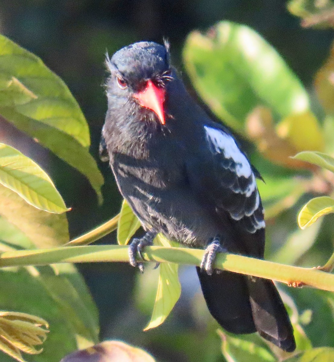 Black Nunbird - ML642868709