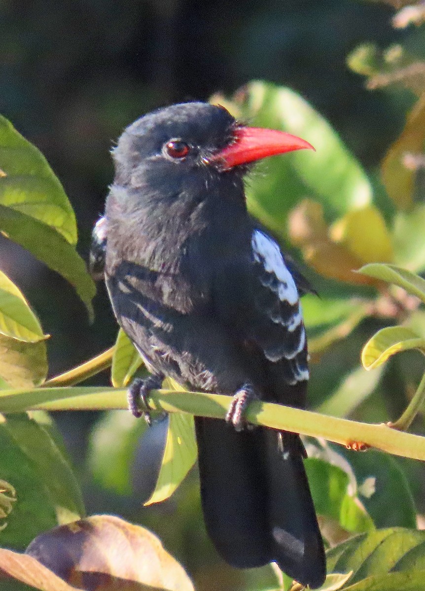 Black Nunbird - ML642868710