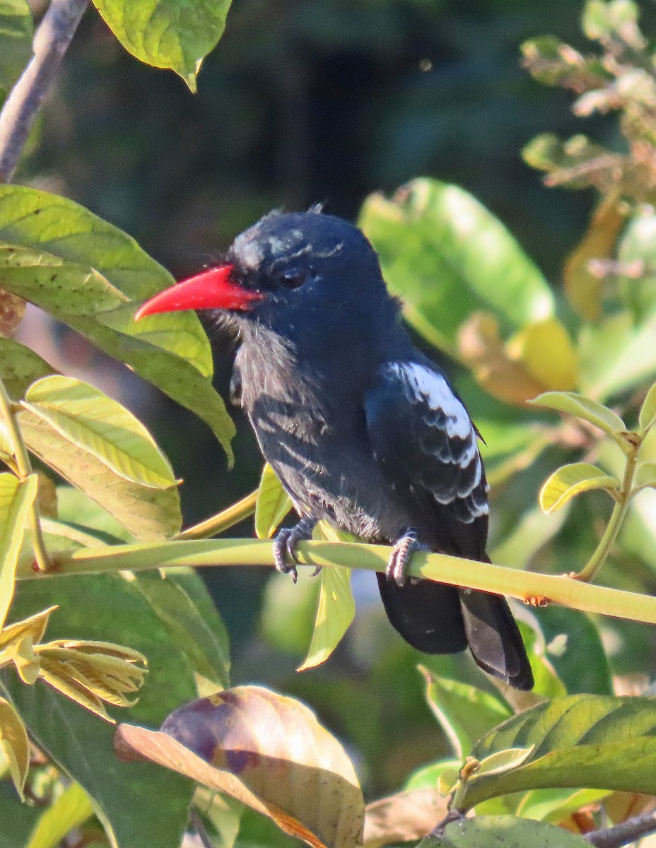 Black Nunbird - ML642868711