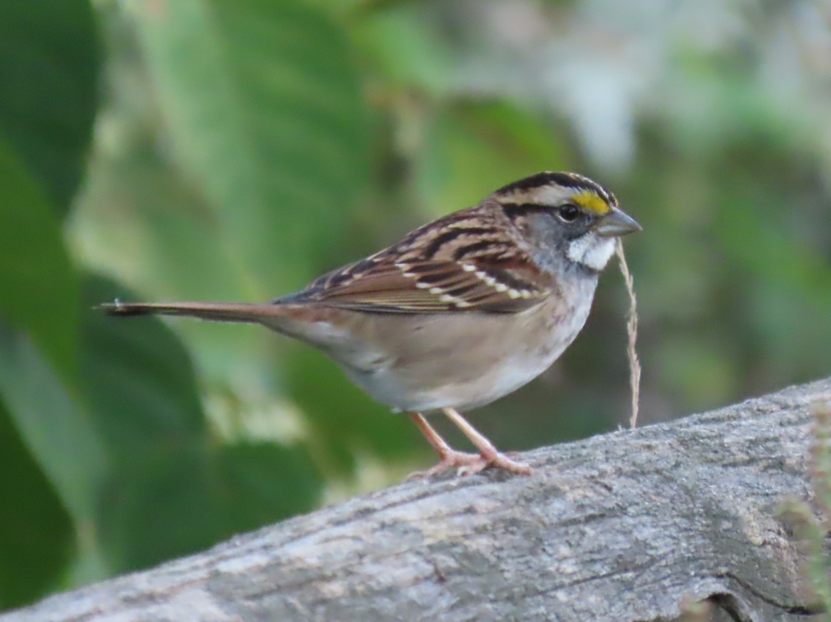White-throated Sparrow - ML642868713