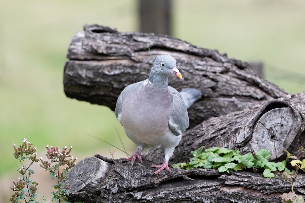 Common Wood-Pigeon - ML642868715
