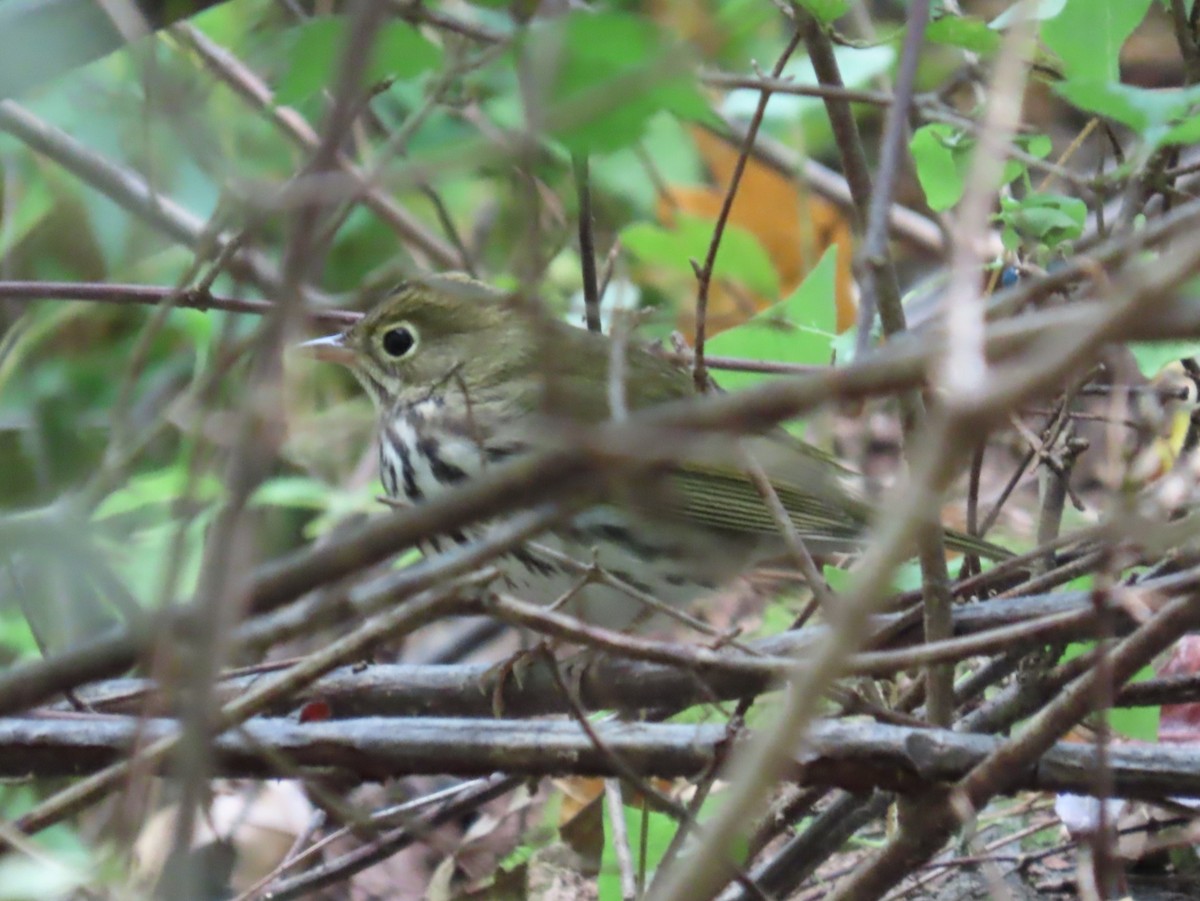 Ovenbird - ML642868718