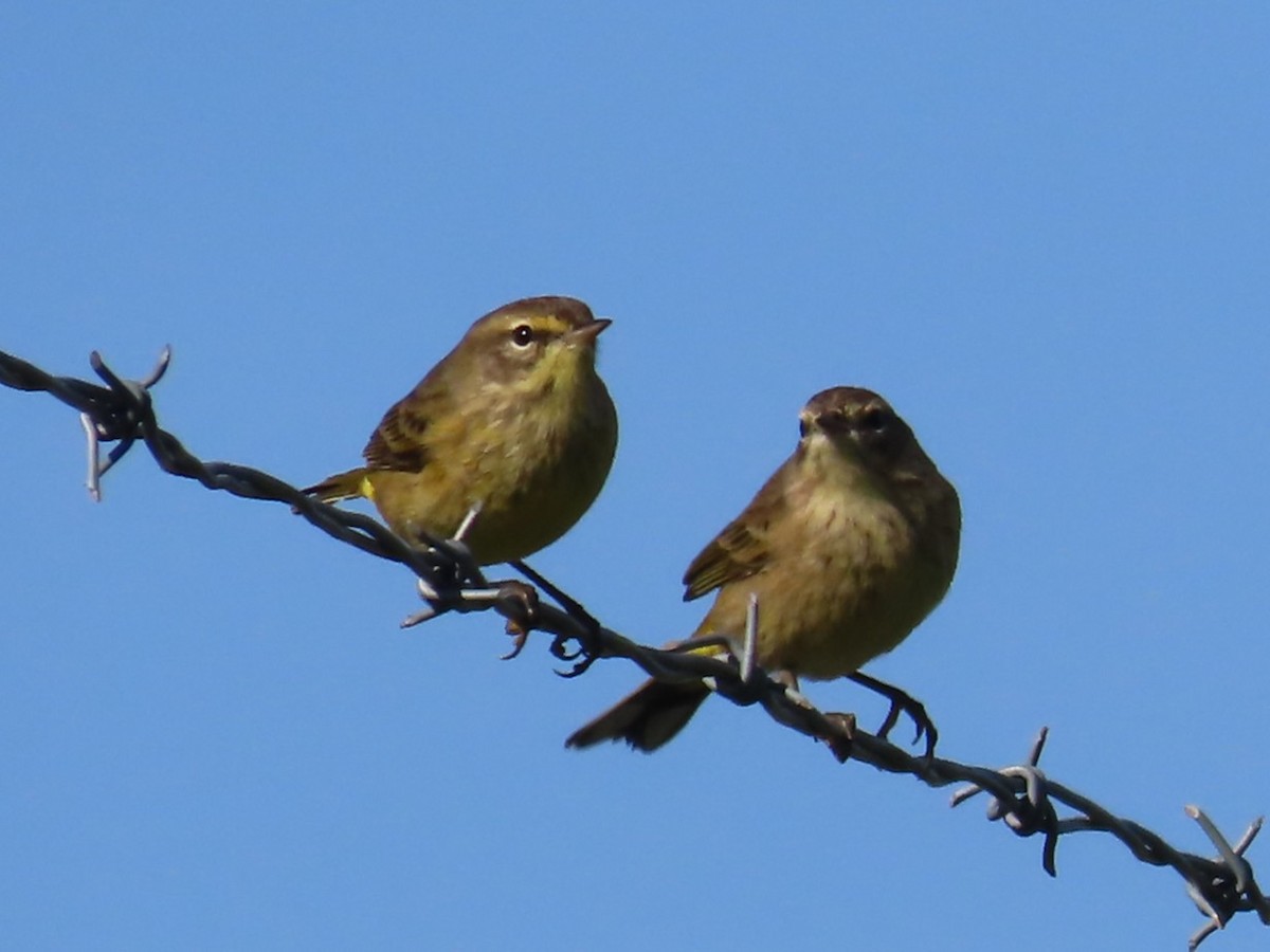 Palm Warbler - ML642868726