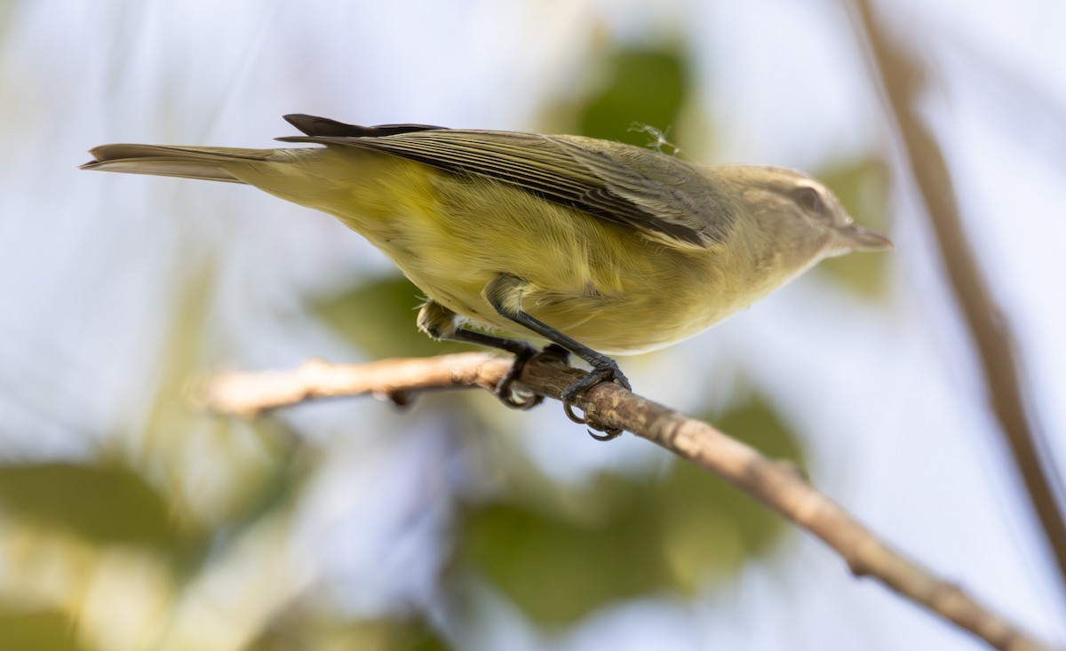 Philadelphia Vireo - ML642868730