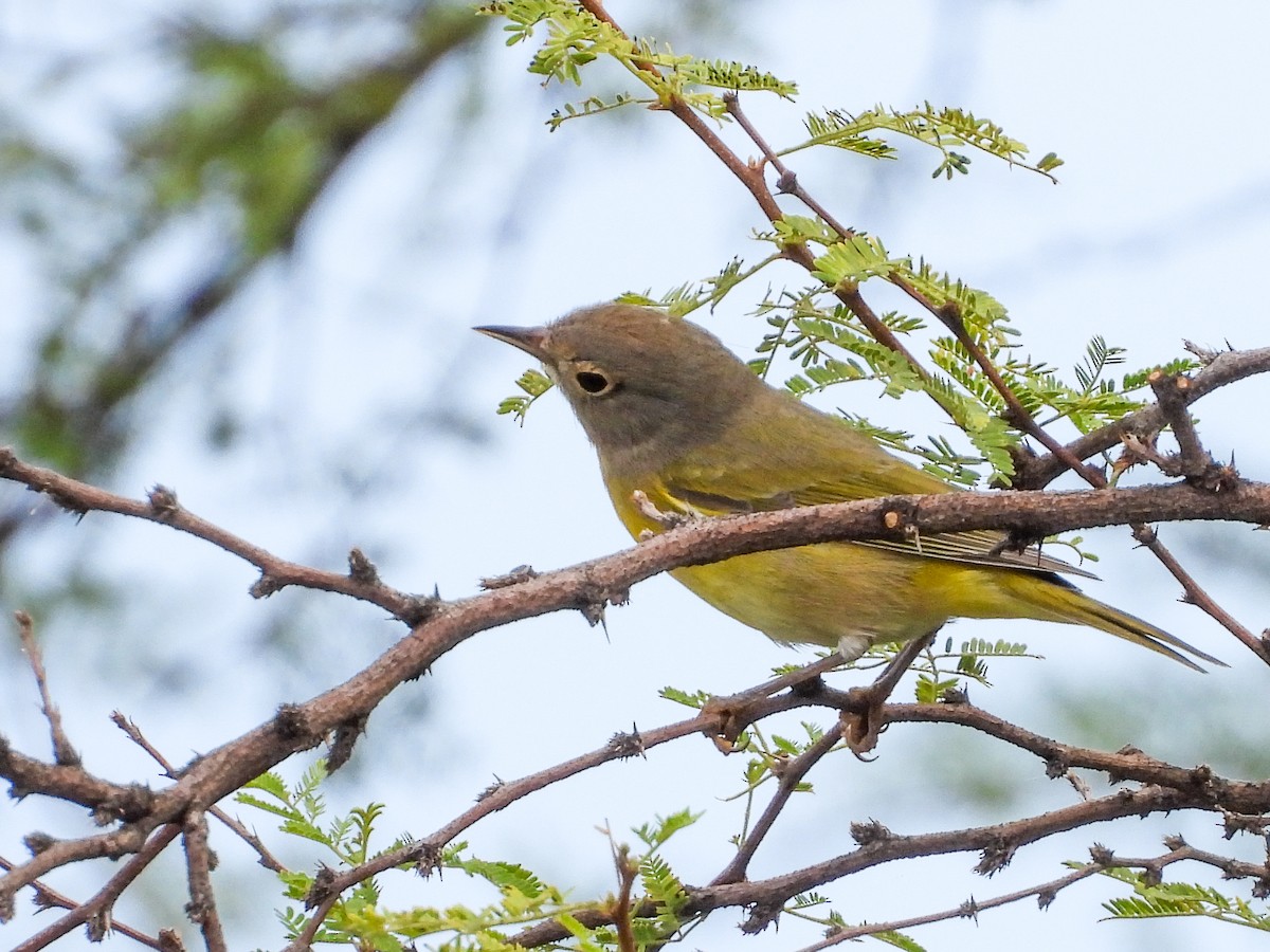 Nashville Warbler - ML642868741