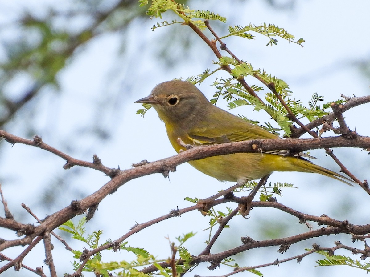 Nashville Warbler - ML642868742