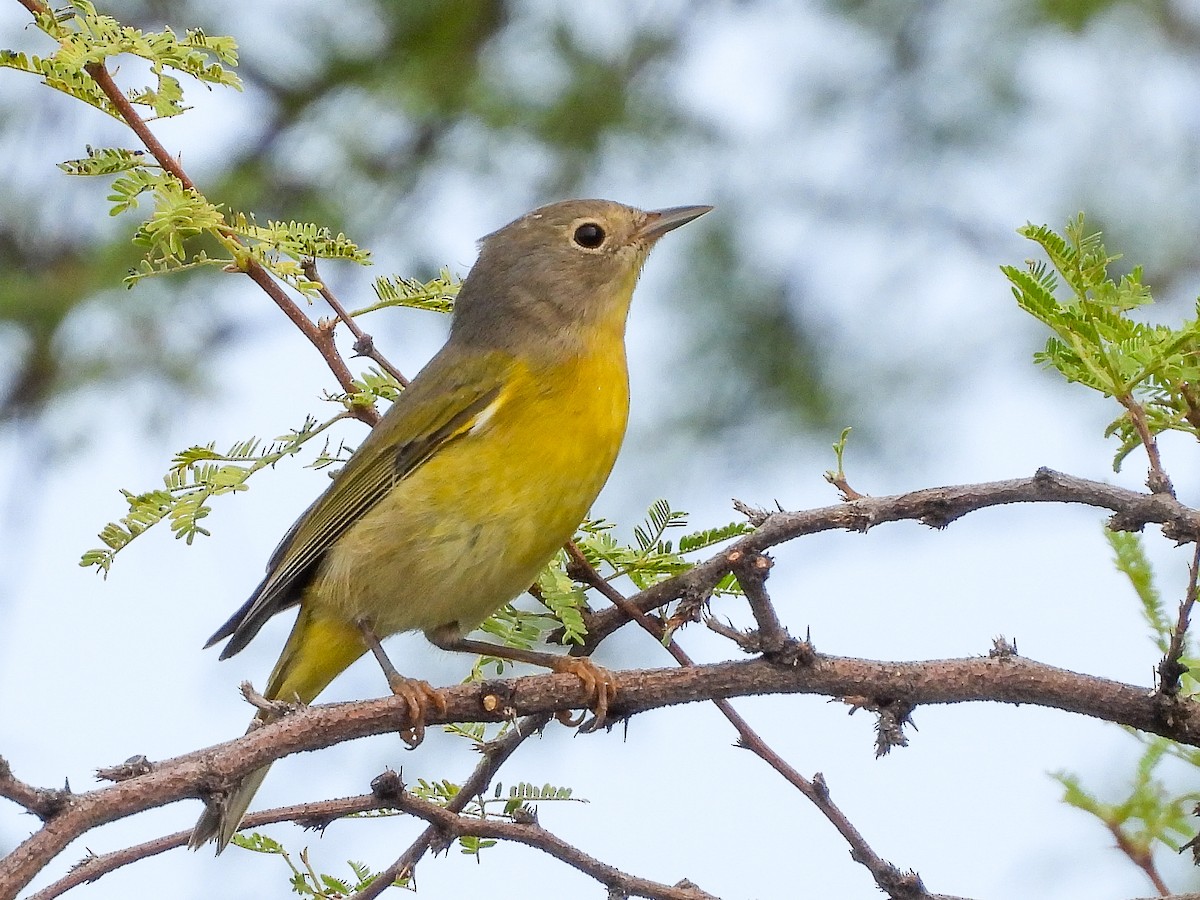 Nashville Warbler - ML642868743