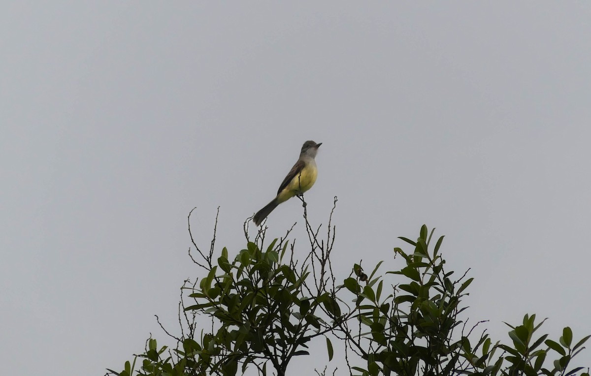 Short-crested Flycatcher - ML642868745
