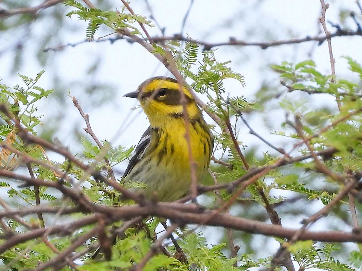 Townsend's Warbler - ML642868758