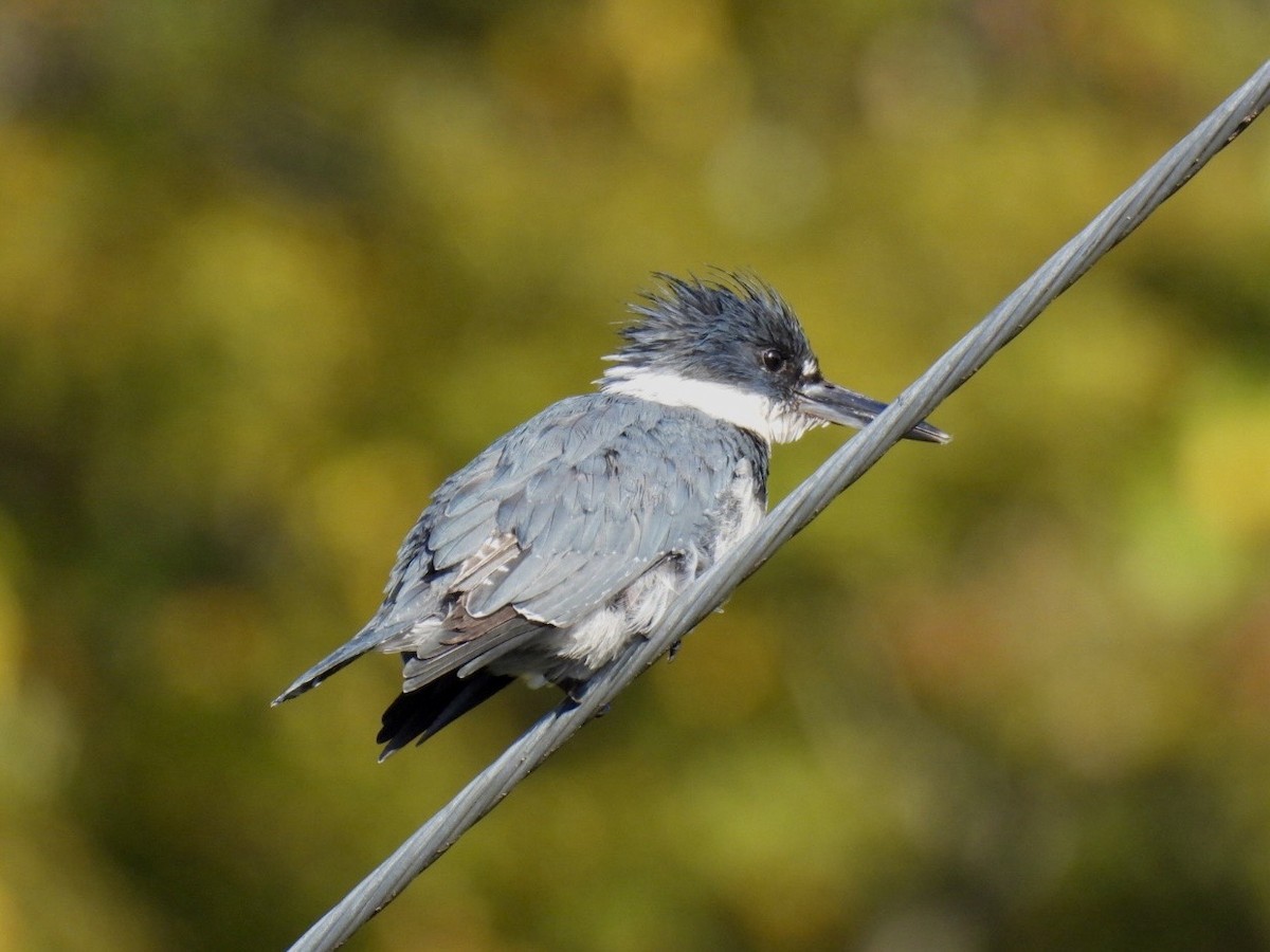 Belted Kingfisher - ML642868759