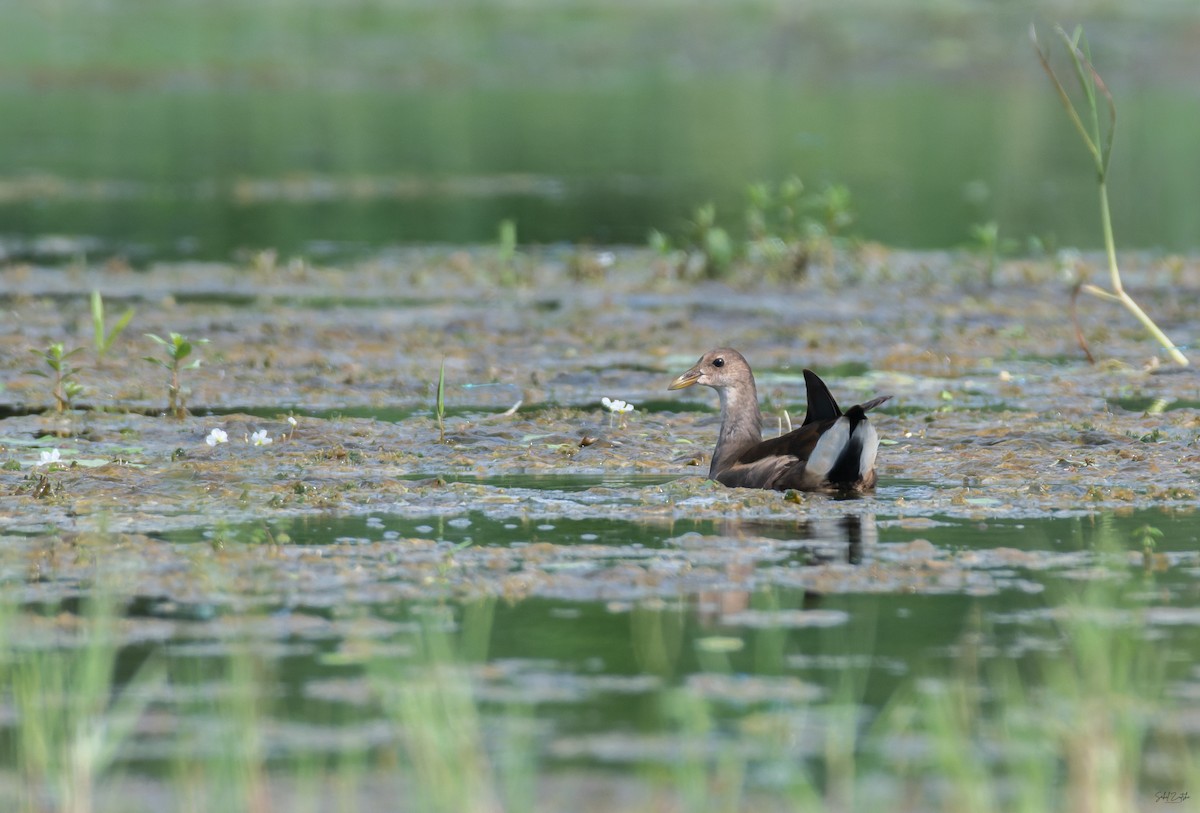 Eurasian Moorhen - ML642868762