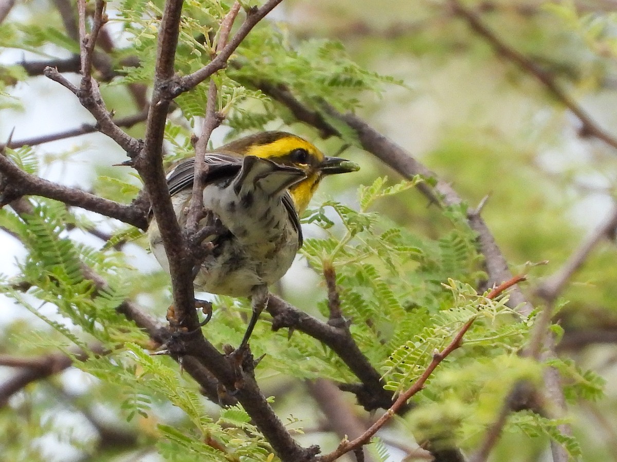 Townsend's Warbler - ML642868779