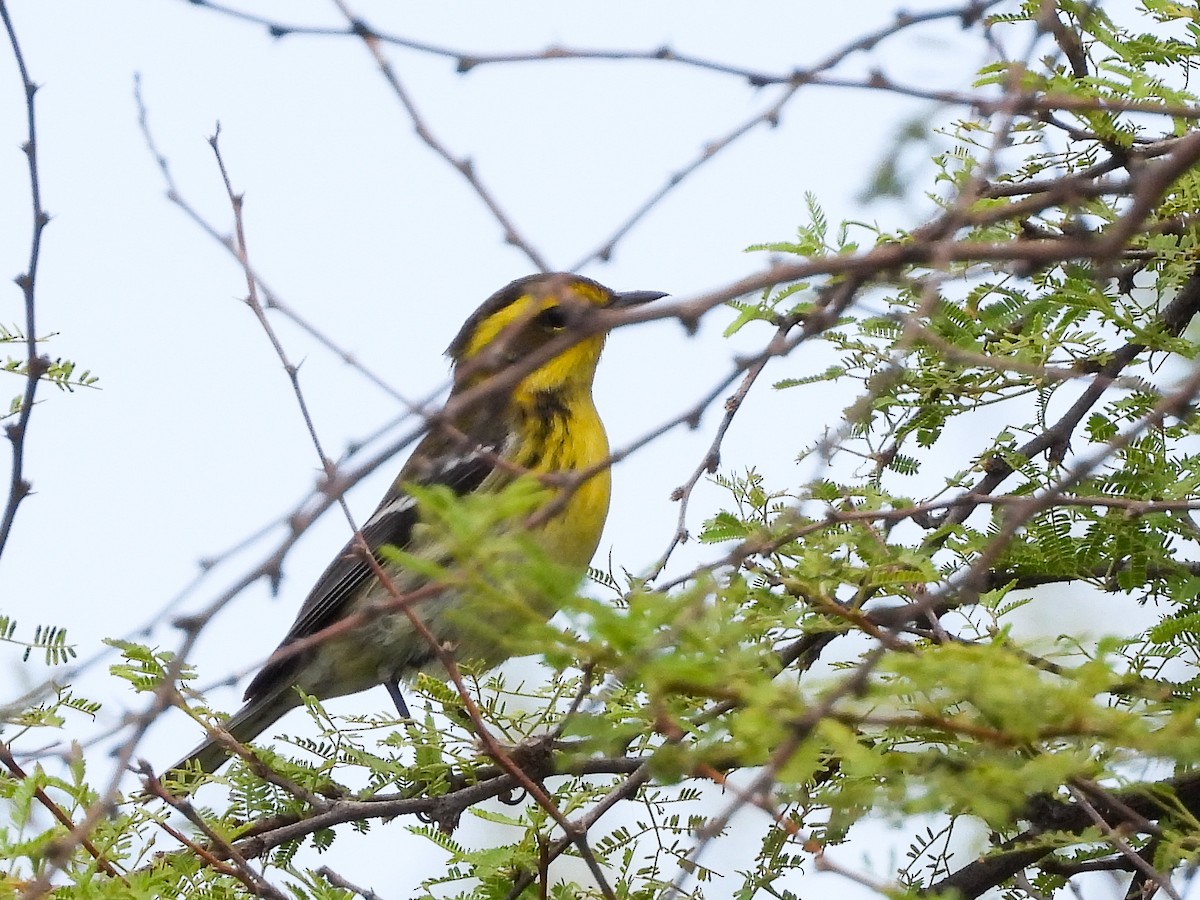 Townsend's Warbler - ML642868780