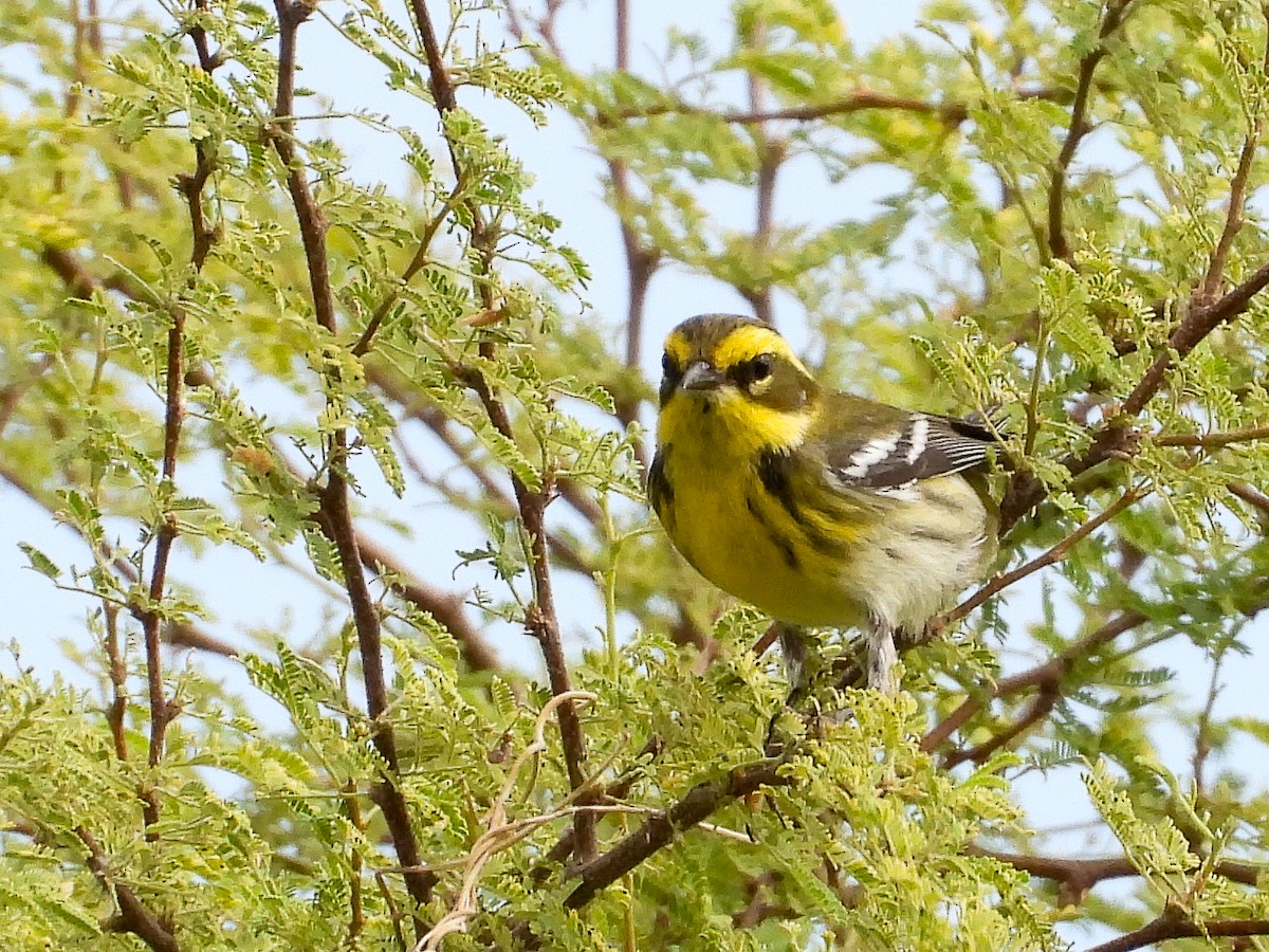 Townsend's Warbler - ML642868782
