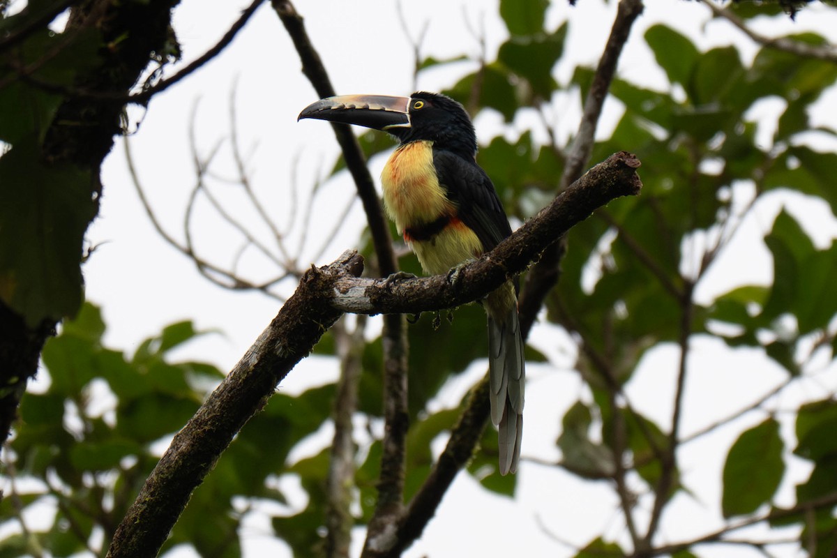 Collared Aracari - ML642868794