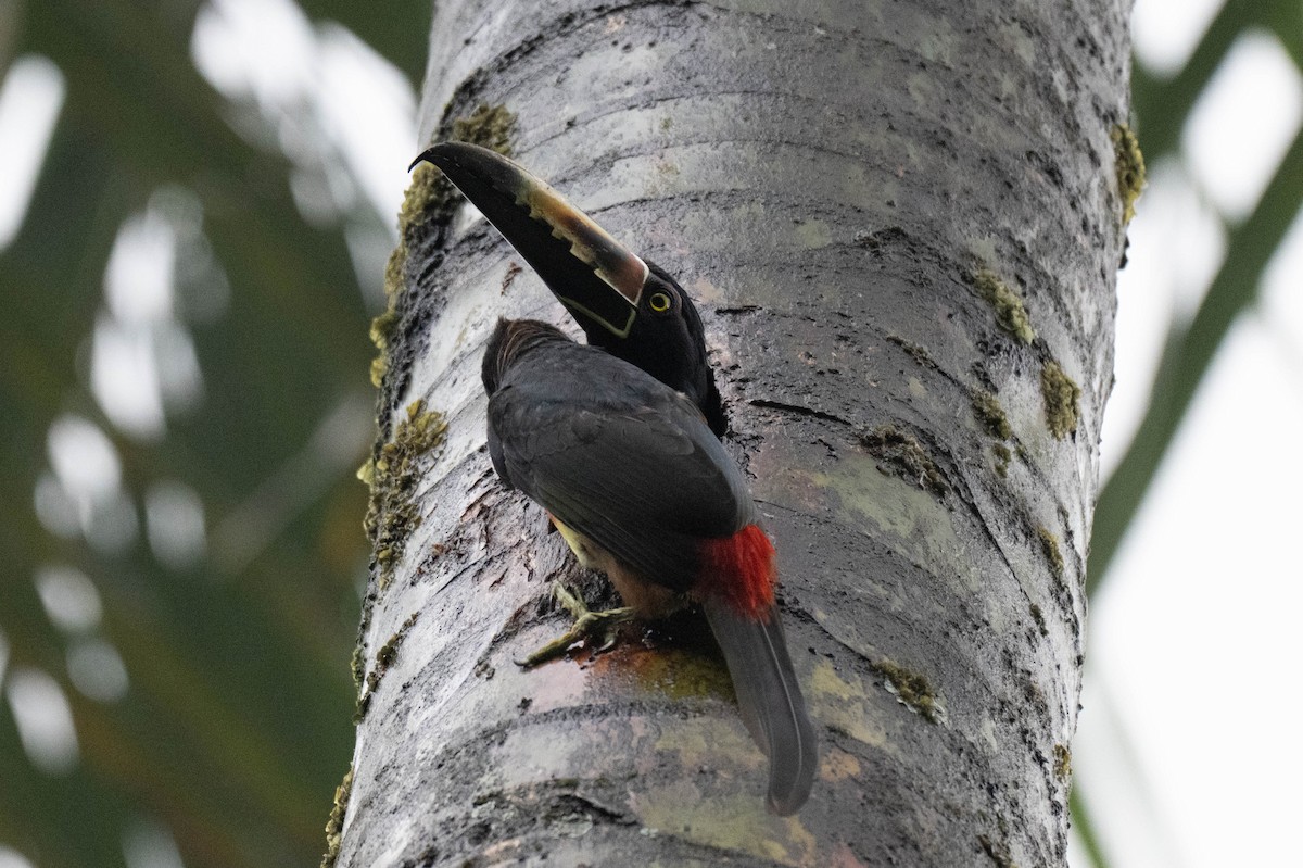 Collared Aracari - ML642868795