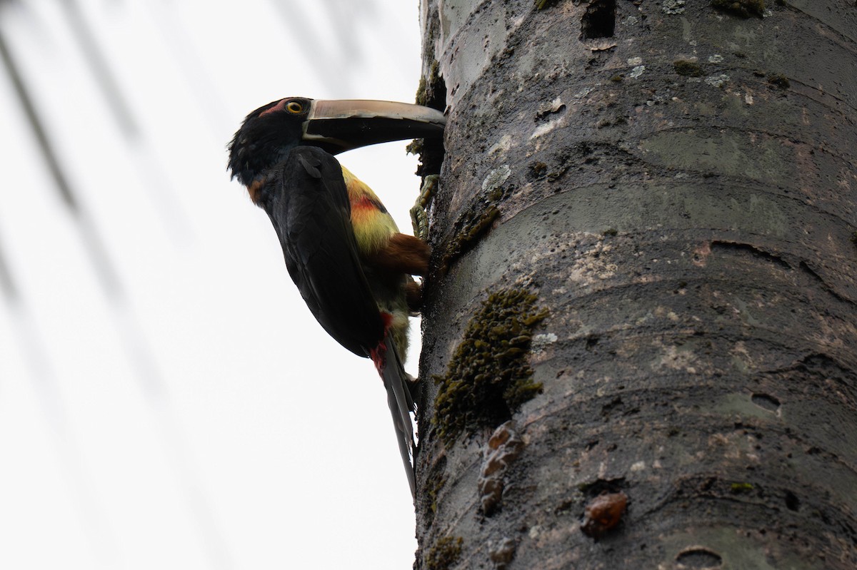 Collared Aracari - ML642868796