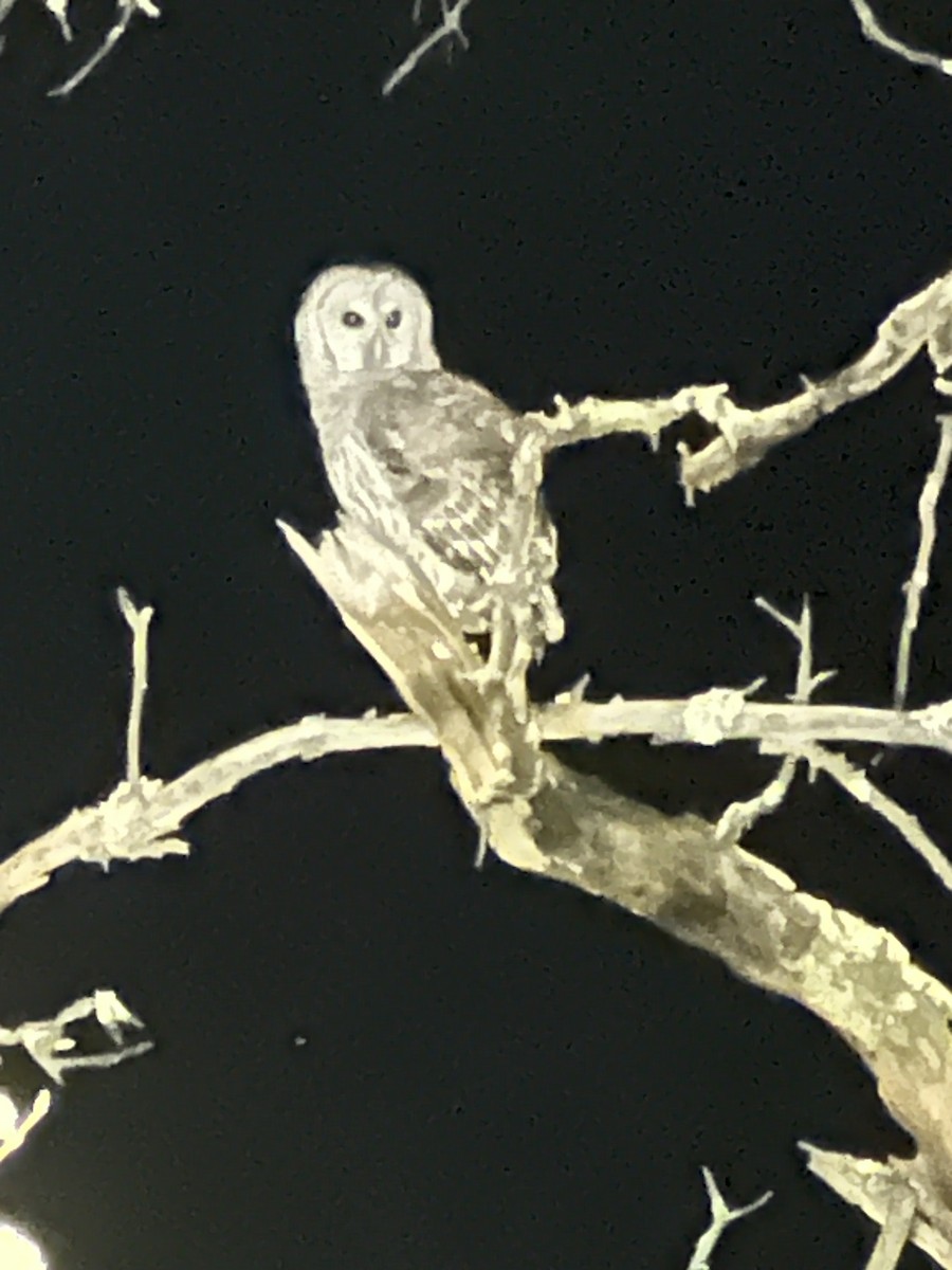 Barred Owl - ML642868802