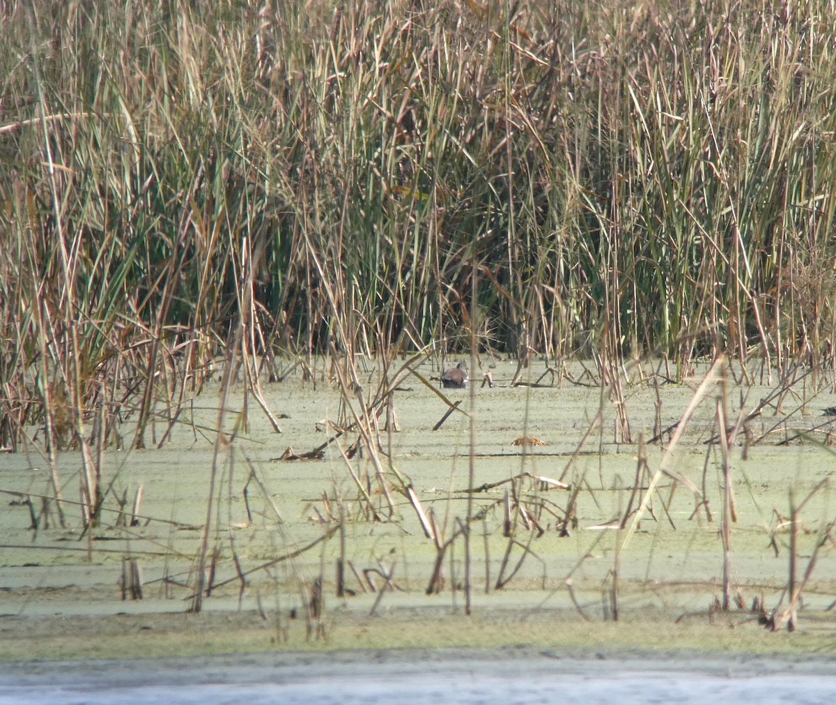 Common Gallinule - ML642868803