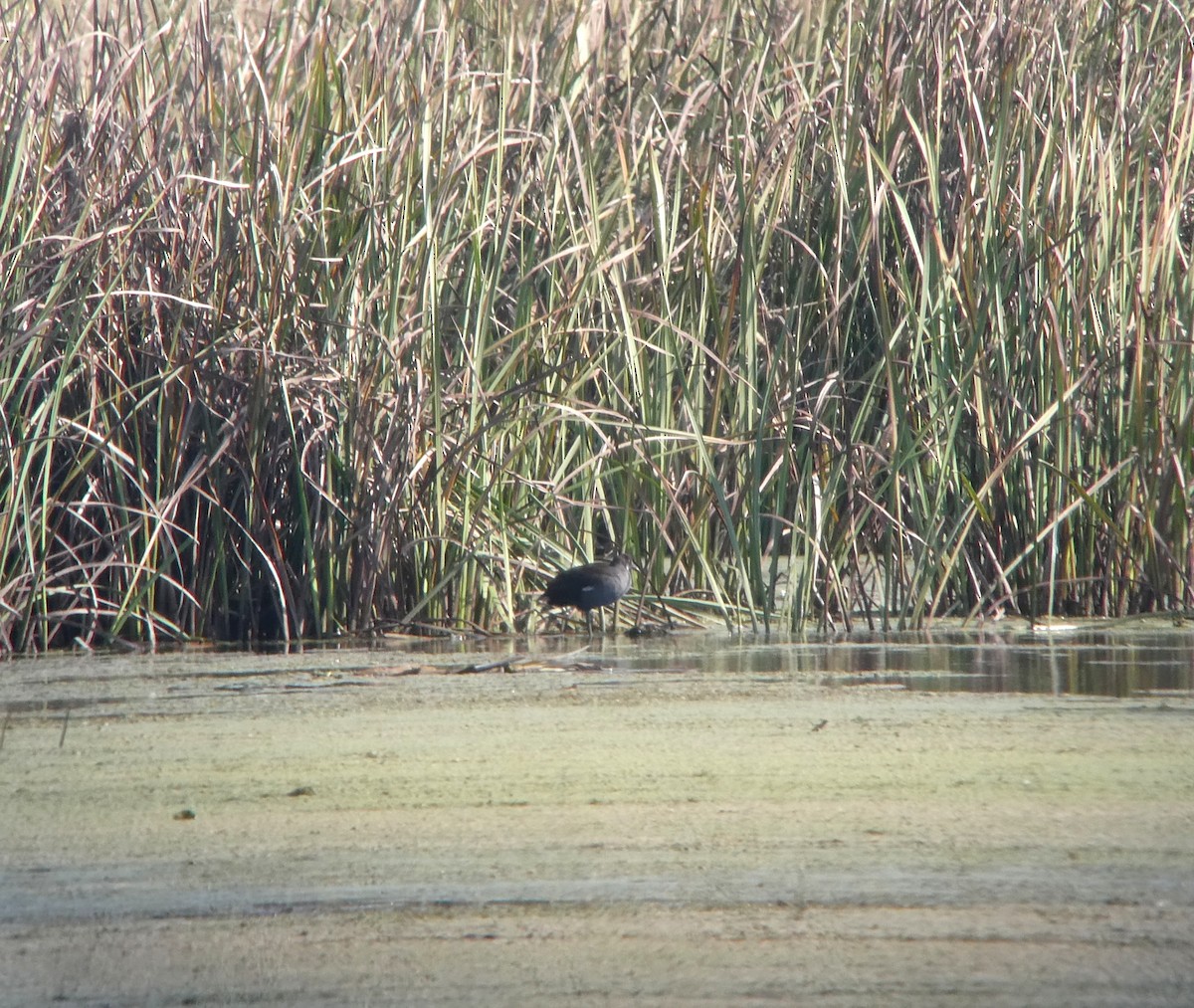 Common Gallinule - ML642868804