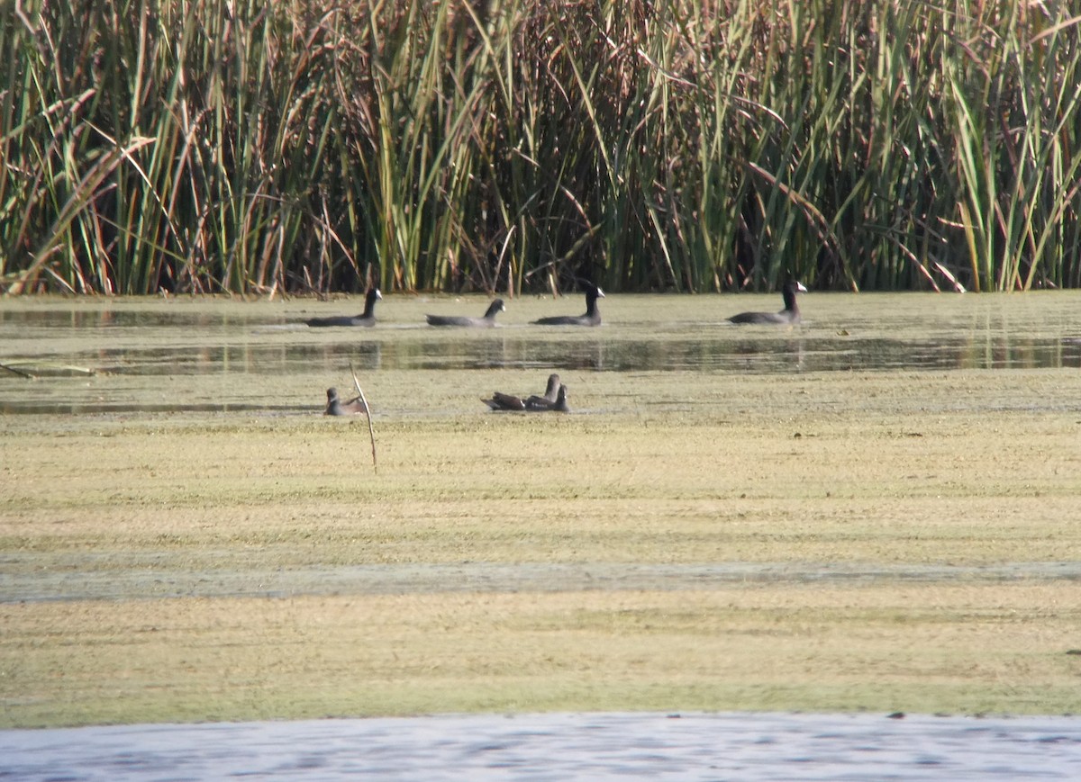 Common Gallinule - ML642868805