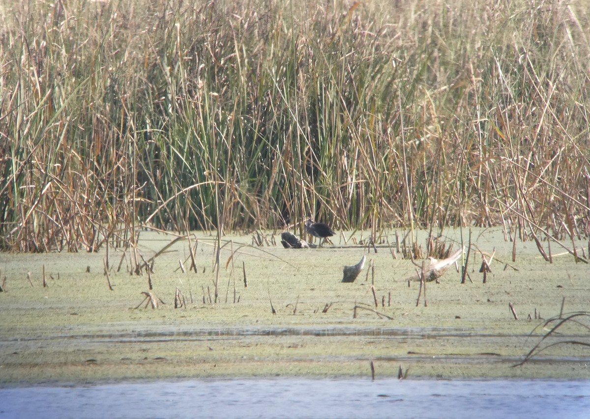 Common Gallinule - ML642868806