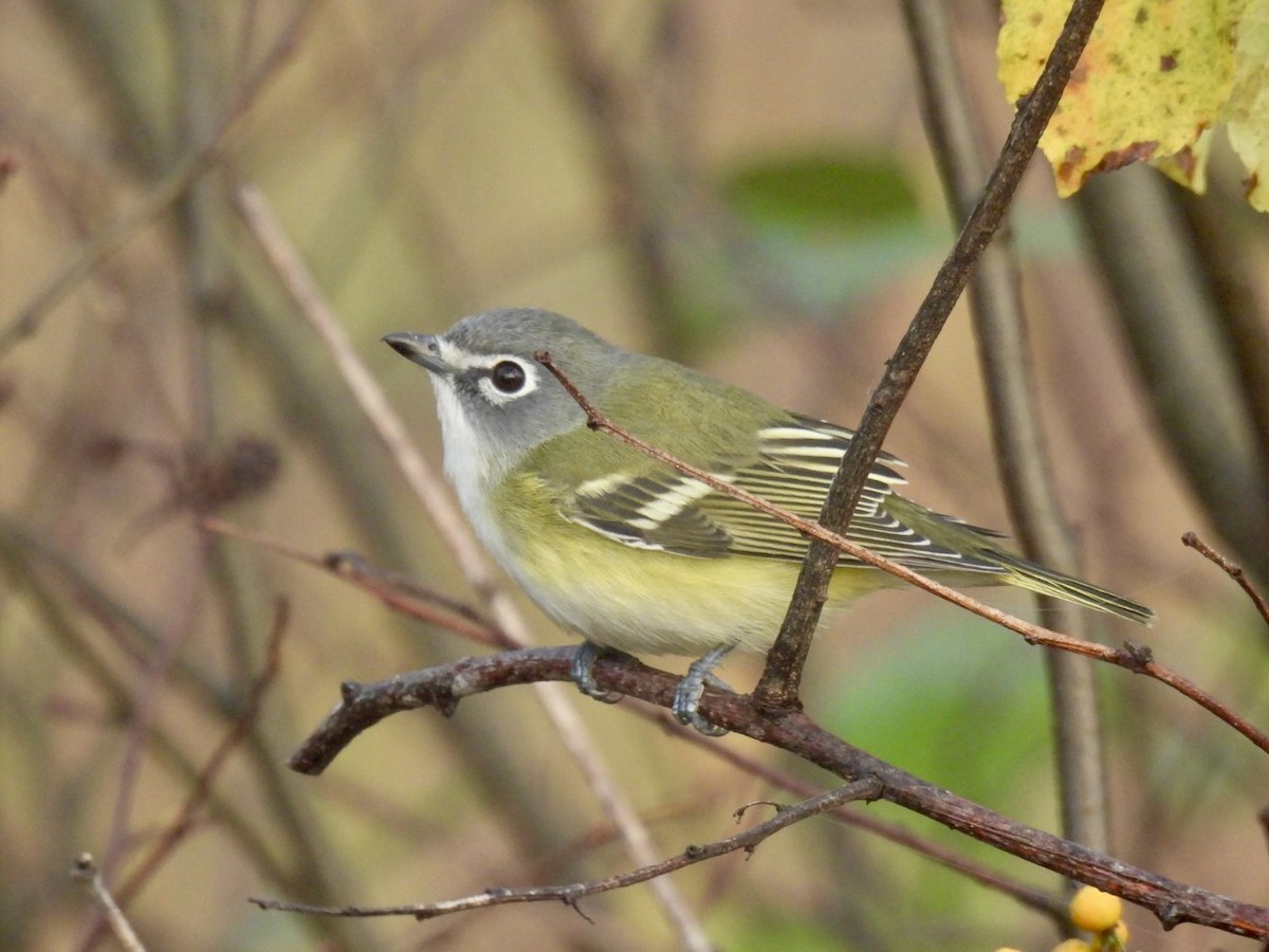 Blue-headed Vireo - ML642868807