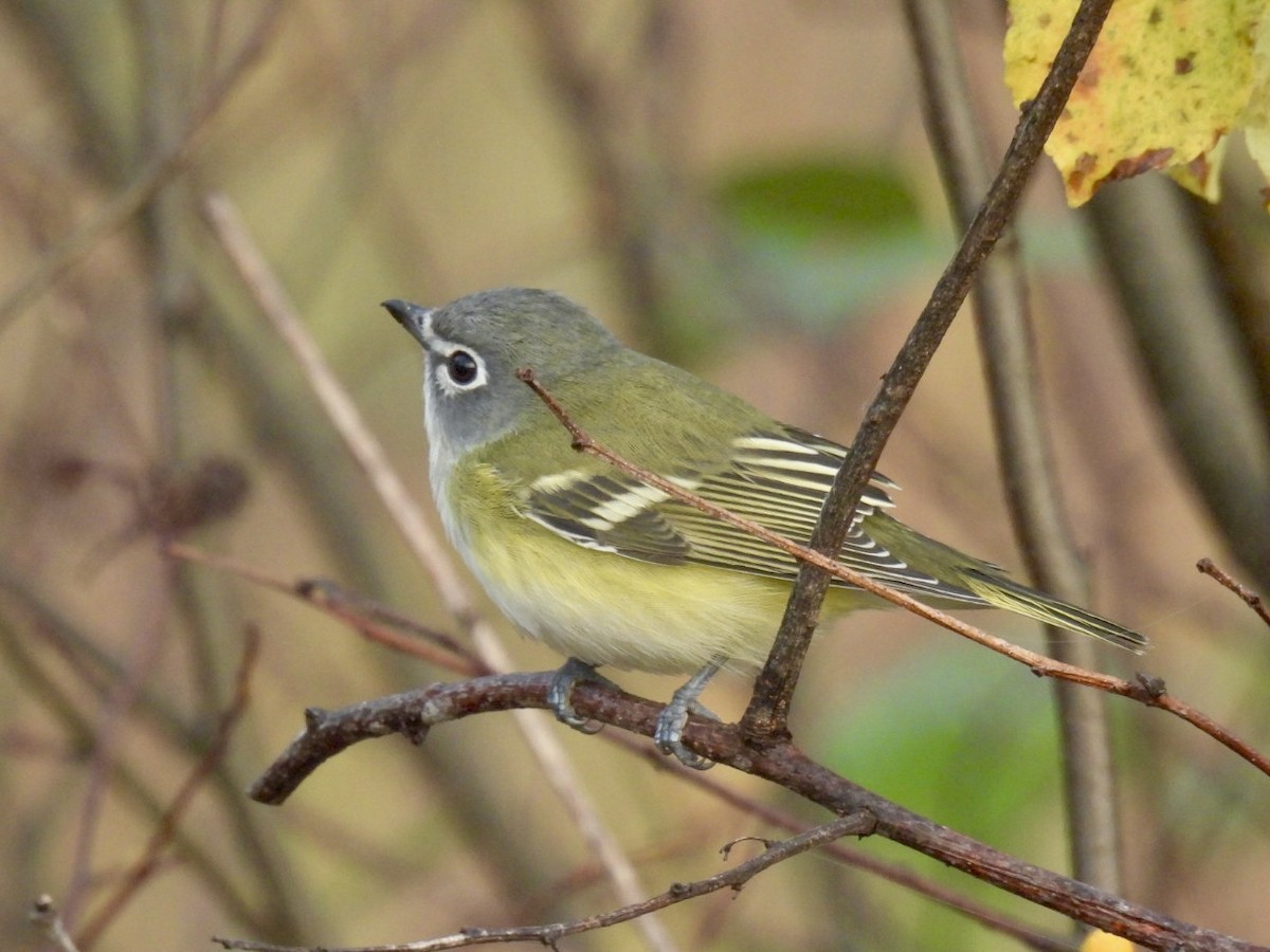 Blue-headed Vireo - ML642868808