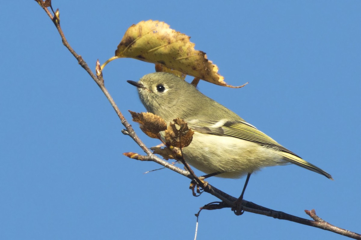 Ruby-crowned Kinglet - ML642868817