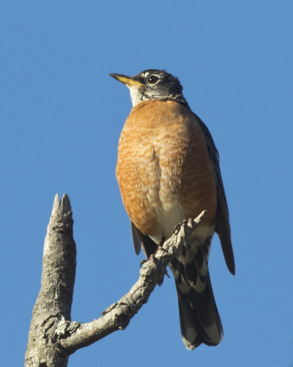 American Robin - ML642868829