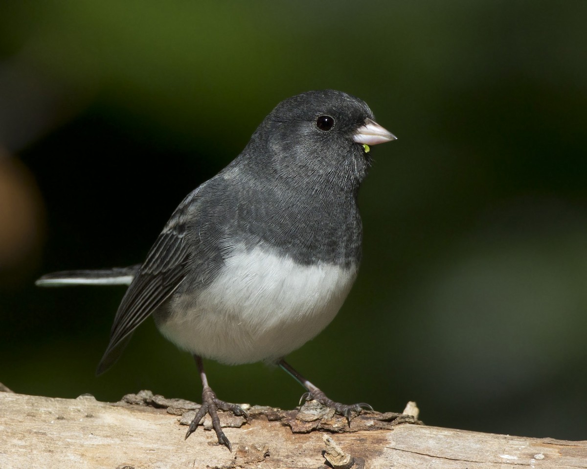 Dark-eyed Junco - ML642868832