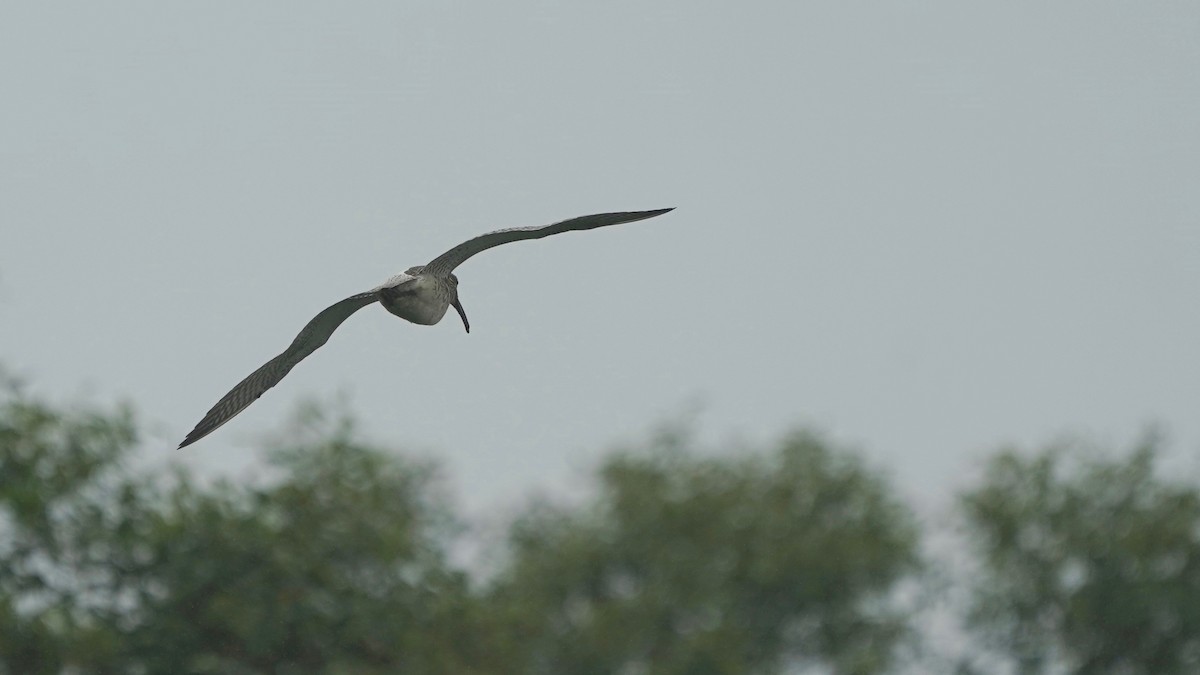 Eurasian Curlew - ML642868837