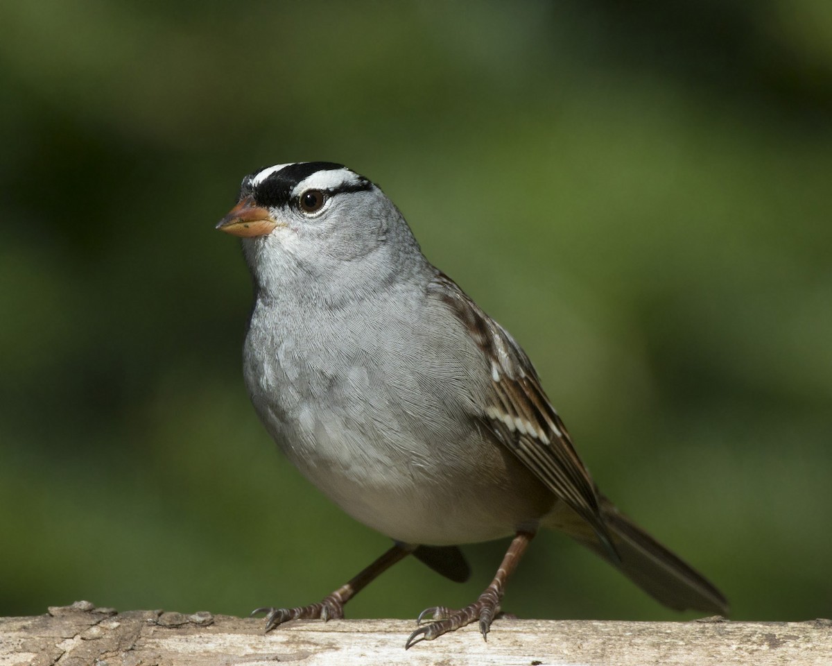 White-crowned Sparrow - ML642868839
