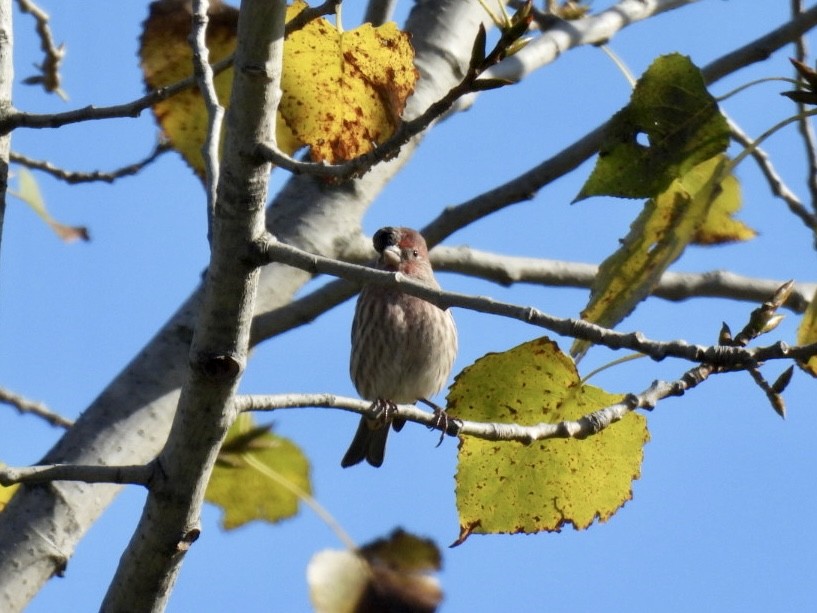 House Finch - ML642868847