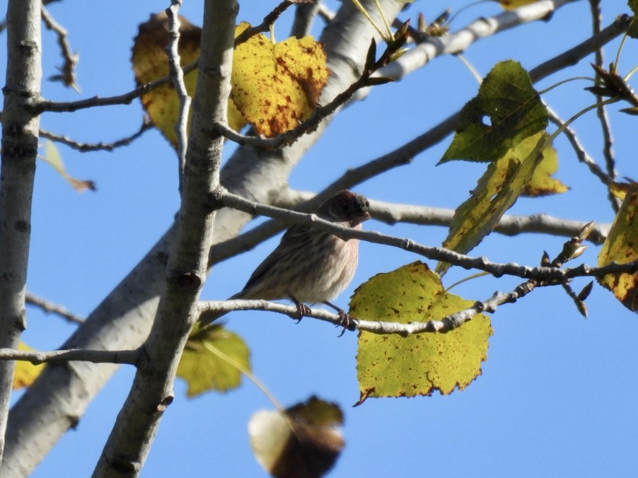 House Finch - ML642868848