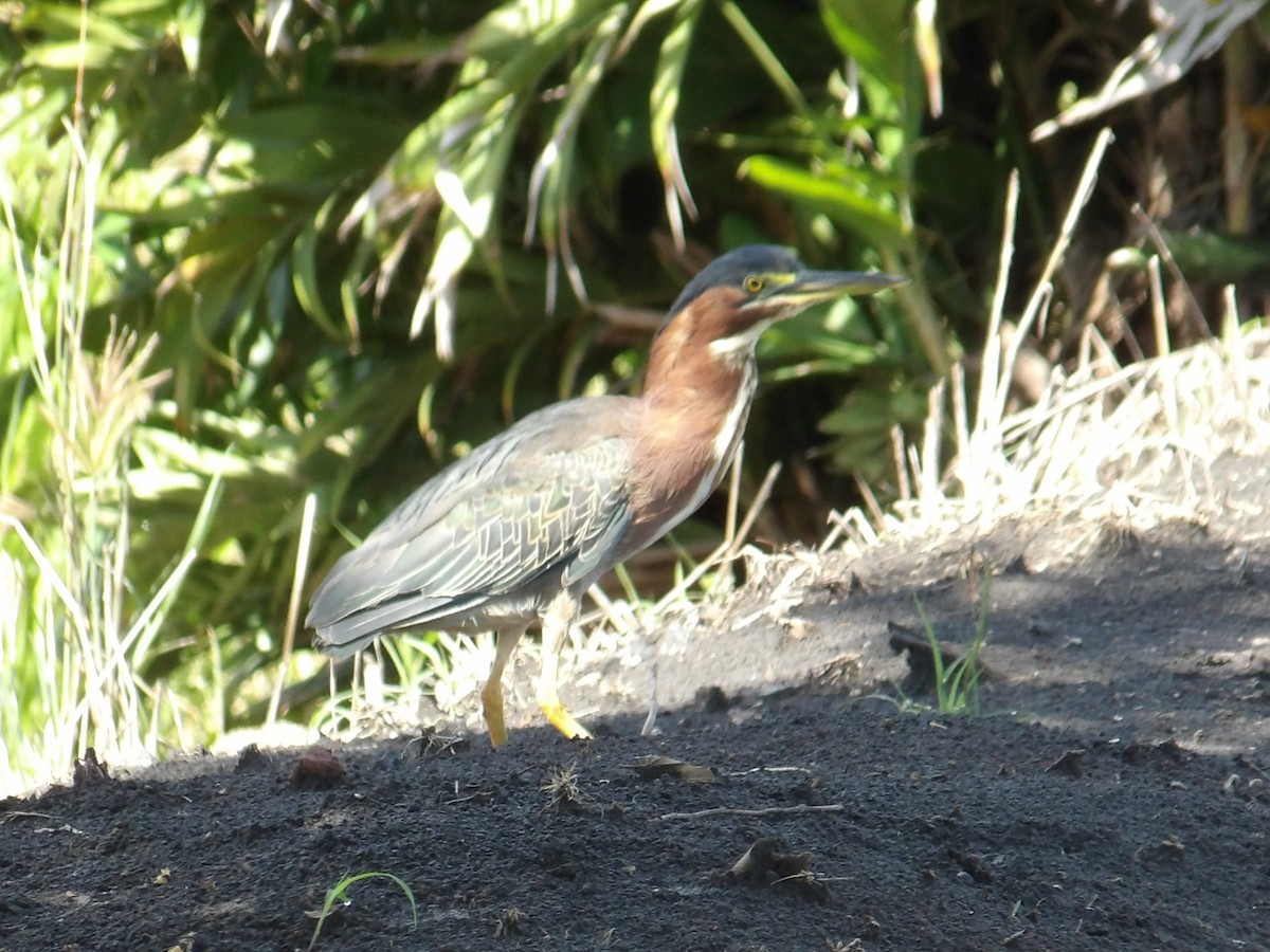 Koartzatxo berdea - ML642868849