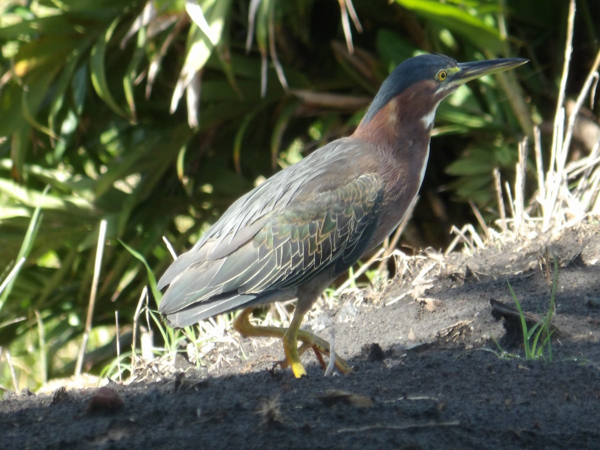 Koartzatxo berdea - ML642868851