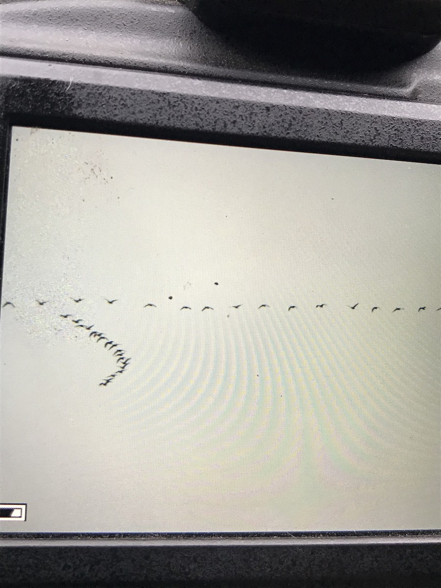 Pink-footed Goose - ML642868855