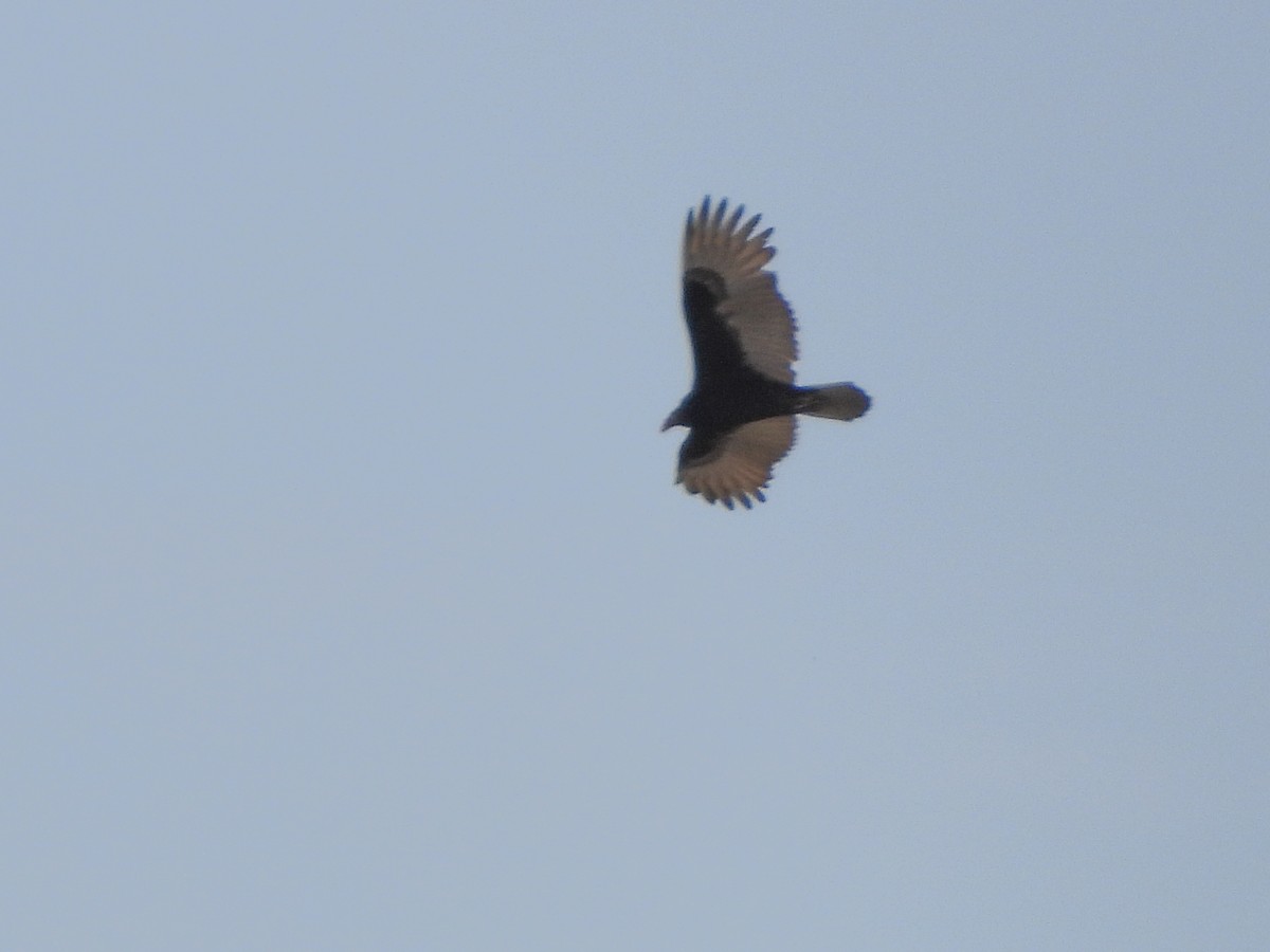 Turkey Vulture - ML642868856