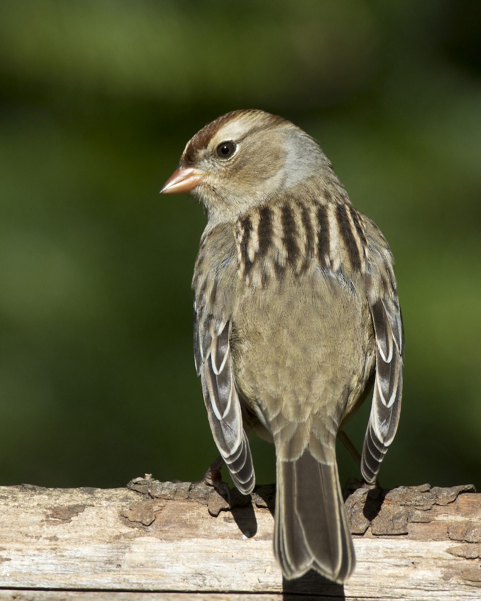 White-crowned Sparrow - ML642868857