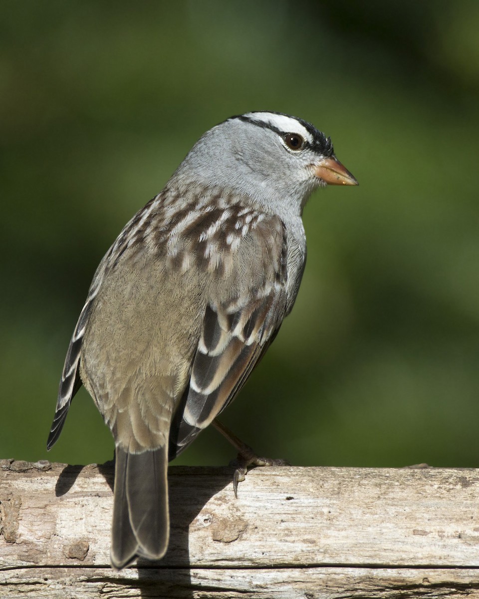 White-crowned Sparrow - ML642868858