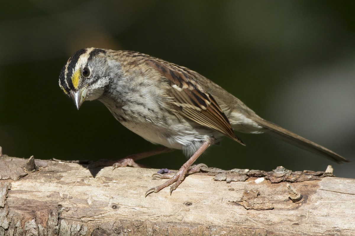 White-throated Sparrow - ML642868864