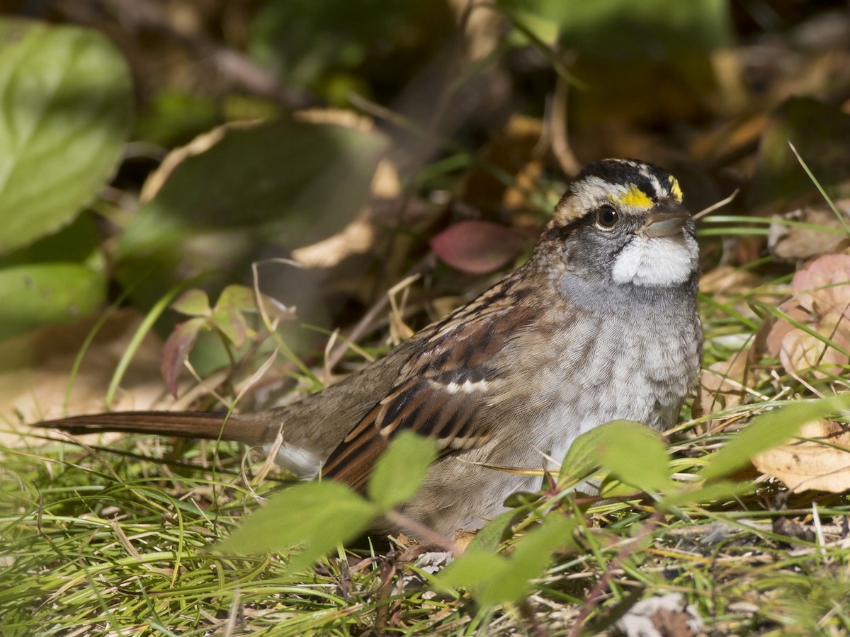 White-throated Sparrow - ML642868865